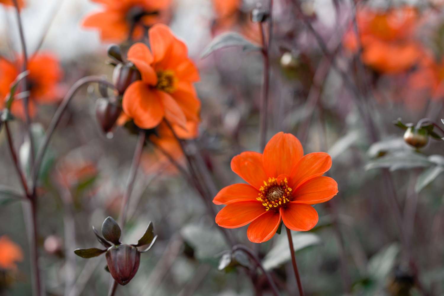 Daalia 'Bishop of Oxford'